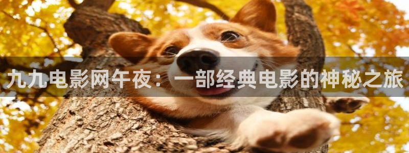 星空影视正版