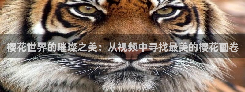 樱花视频在线观看电视